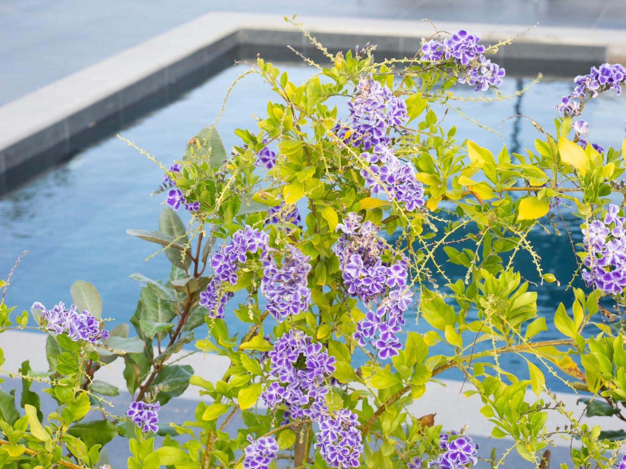 Sea Breeze Mistral 4 Per With Private Pool Villa *